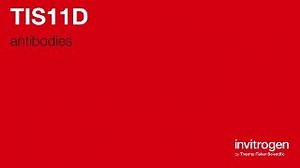 Anti-TIS11D Antibodies | Invitrogen