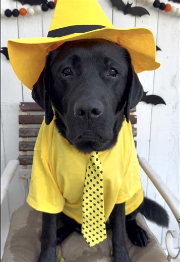 Curious George & The Man in the Yellow Hat Halloween Costume Idea