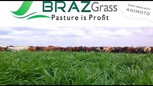 11 reactions | With BRAZgrass you can grow up to 40 tons of pasture per hectare each year under irrigation. Both dryland and irrigation cultivars are available. Visit www.brazgrass.co.za for more info. Pasture is profit! | Stockfarm Magazine | Facebook