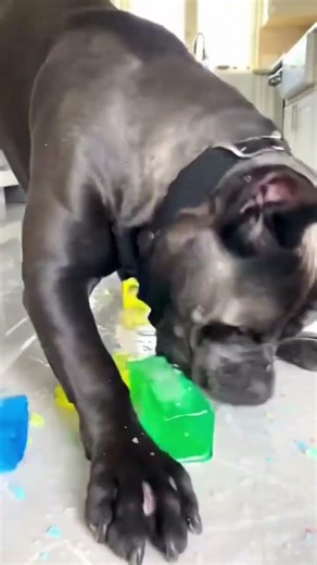 Cane Corso vs Golden Monkey 🧊💥 | Giant Color Ice Smash!