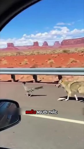 Sát Thủ Tốc Độ Roadrunner: Những Món Quà Kỳ Lạ