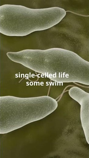 What Makes a Protist a Protist?