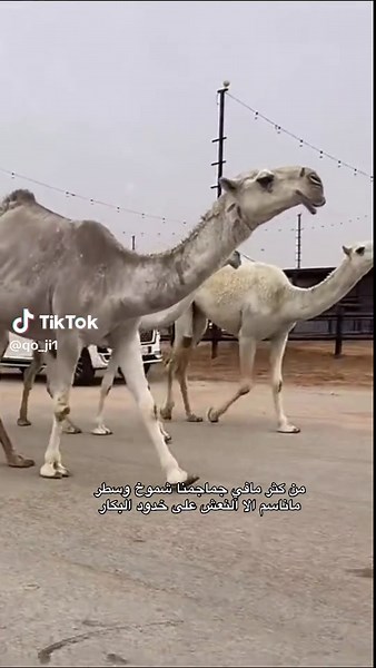 شموخ وسطر النعش على خدود البكار