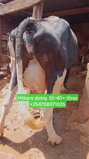 PEDIGREE COWS IN KENYA, GITHUNGURI THE HEART OF KENYA DAIRY FARMING! A JOURNEY OF PATIENCE & PASSION
