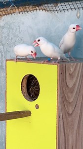 35K views · 3.9K reactions | White java sparrow | Birds Lover | Facebook