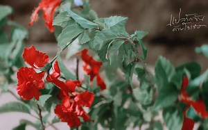 计算机病毒的工作原理和杀毒软件的工作原理