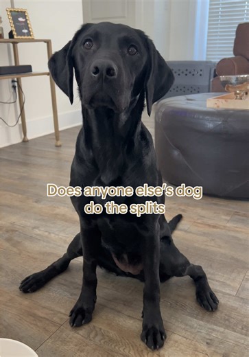 Curious Canine: Dogs Doing Splits