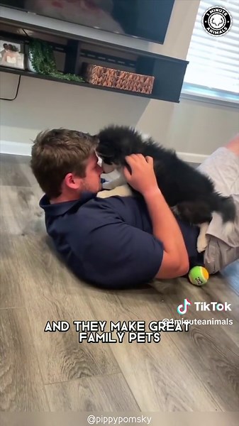 Pomsky 🐶 Meet The Pomeranian-Husky Mix! #pomsky #pomskypuppy #pomskypuppies #pomskylove #pomskytiktok #pomeranianhusky