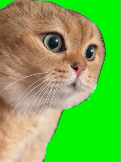 The cat came back 🐱🗣️The great meme reset continues. A classic talking cat moment brought back for the great meme reset. Simple, expressive, and endlessly reusable. Tap CapCut - Try this template anchor and • Drop yourself in to deliver the message • Use it for hot takes, reminders, or inner thoughts • Perfect for when the cat says what you are thinking #capcut #capcutpioneer #pioneertemplate #talkingcat #memereset