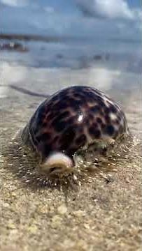 Tiger cowrie - shells of Seychelles #ocean #beach #travel #marinelife #marineconservation