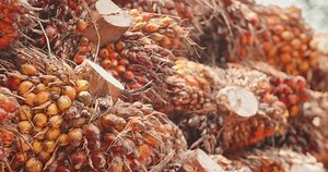 Oil Palm Elaeis Guineensis Belongs Order Stock Footage Video (100% Royalty-free) 3520486193 | Shutterstock