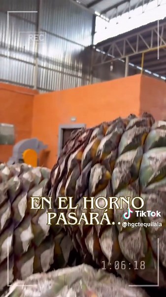 It all begins in the blue fields… The most iconic spirit of Mexico is made from one thing only: blue agave. And it takes 6 to 7 years in the sun before it’s even ready. Then, the tradition begins — la jima, the heart of the harvest. We cut the piñas, because the sugar comes from the core, not the leaves. Into the oven it goes… from blue agave to golden heart. 48 hours of slow cooking. Then crushed. Juice extracted — rich, sweet, alive. We ferment it, turning sugar into a drink for the bold. Then