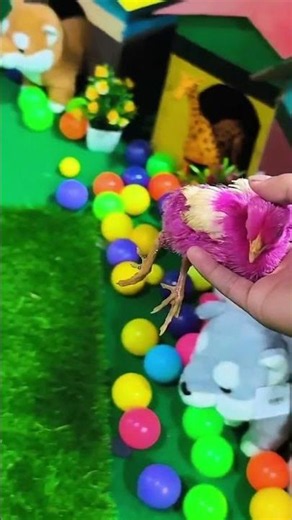 Catch cute chickens || rainbow chickens