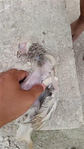 শখের জিনিস হারালে কস্ট একটু বেশিই লাগে