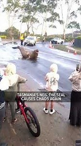 Tasmania's Neil the seal causes chaos again