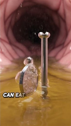 Your Stomach Can Dissolve Metal