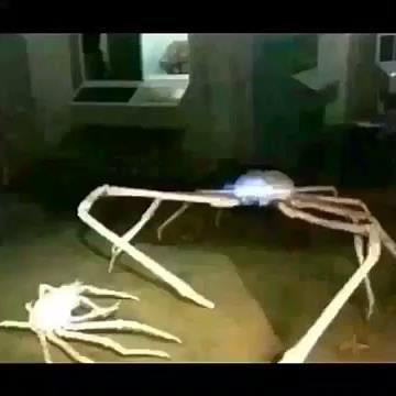 Crab meme