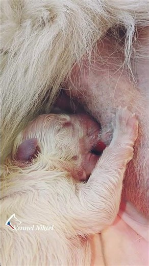 A new life begins...welcome to the world little ones 😍 #puppies #whiteswissshepherd #breeding #puppy