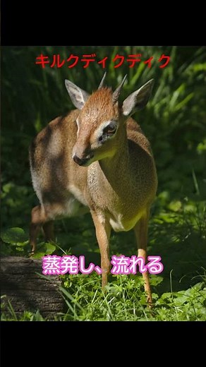 キルクディクディクとはどんな生き物か