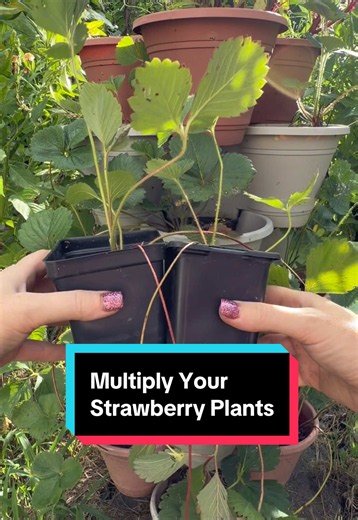 Multiply Your Strawberry Plants: Easy Runner Propagation