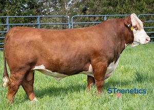 15 reactions | This STgenetics® Beef sire is an incredible son of the...