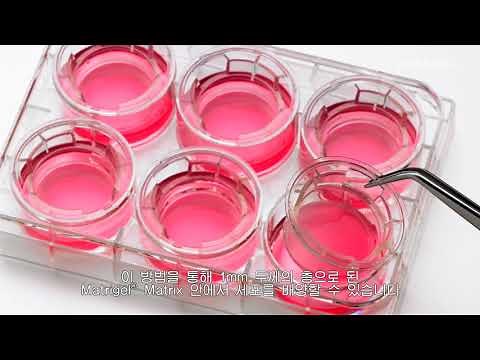Corning® Matrigel® Matrix: Thick Coat Method Best Practices (Korean Subtitles)