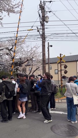 Capturing sakura in Japan like a perfect spring memory