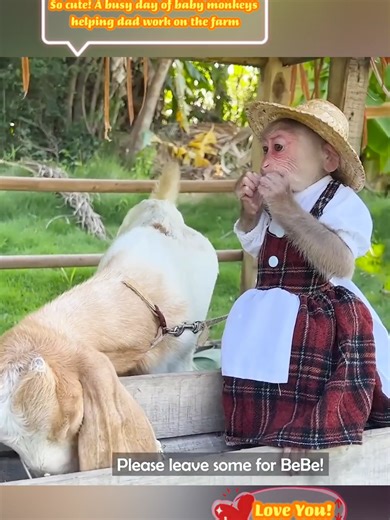 Baby Monkeys Helping Dad on the Farm