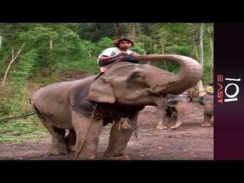 🇲🇲 Burma's Last Timber Elephants | 101 East