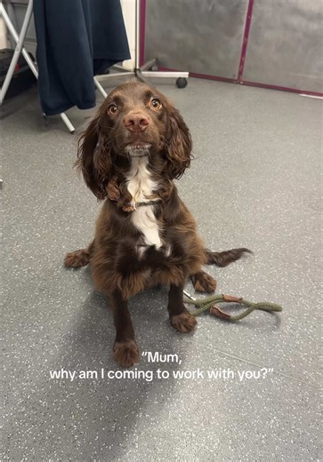 Staff pet benefits: free attention🥳 Staff pet downsides: practice patient🫣 #dogtok #vetnurse #vetmed #veterinary #VetNurseLife
