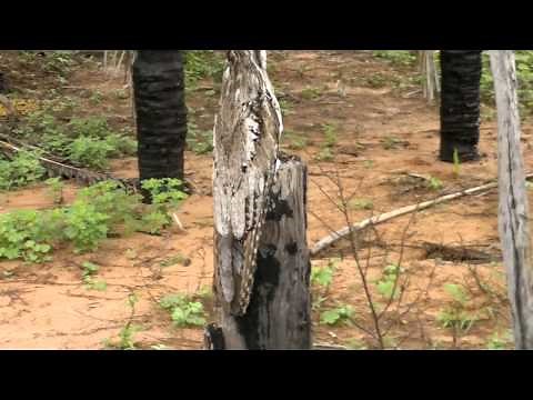 Mãe da Lua - Urutau - ave passaro fantasma - Nyctibius griseus com filhote