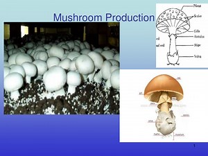 Mushroom Production - SlideServe