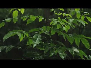 Goethe’s Metamorphosis of Plants: Understanding Nature’s Hidden Laws of Growth