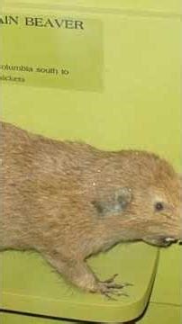 The Devils Corkscrews #shorts #shortsyoutube #history #truestory