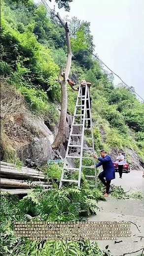 梯子に立ち、電線に引っかかった枝をチェーンソーで切断する：高所での緊急除去作業