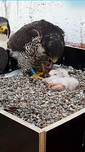 13K views · 90 reactions | [ E#842 ] - Review bird nest family daily life in their nest | Review mother birds bring food to feed her chicks in the nest!! #reviewbirdnest #birdslover #naturelovers #birdsounds #birdschirping #birdsofinstagram #birdlife #birds #birdswatching #birdsnest #wildbirdsphotography #birdsforest | Bird Plus Nature | Facebook