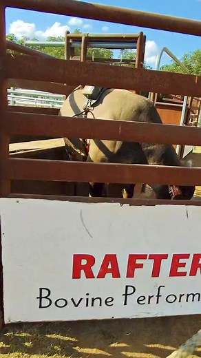 POV: Bucking two year olds | Rafter KL Bucking Bulls