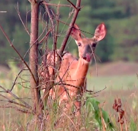 Deer Stomping Foot — What Does It Mean?