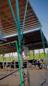 Dairy Farming #cowsforsaleipakistan | Jhang Janwar Mandi