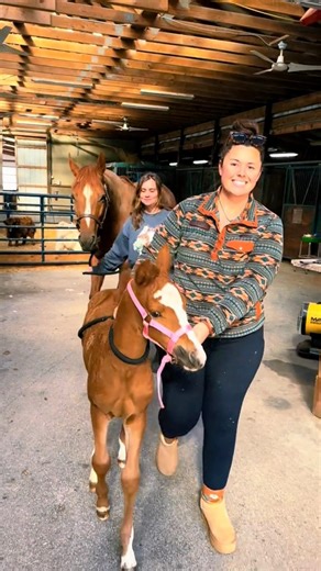 Noelle meets Kirby through the fence!😍🐴 | Katie Van Slyke
