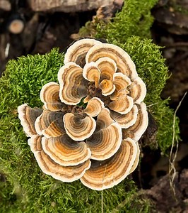 Turkey Tail Mushroom Benefits: 8 Health-Boosting Advantages