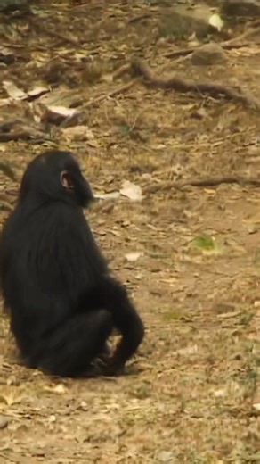 Ever seen a toddler throw a tantrum when things don’t go their way? This footage of a young chimpanzee, Titan, will look familiar. 🐵🦶 All baby Titan wanted was to catch a tiny elephant shrew rustling nearby. But in a blink, the sengi dashed off before he even got close—leaving Titan to stomp his little foot in classic baby-chimp frustration. 😤💔 This moment took place in Gombe National Park, a protected forest along the shores of Lake Tanganyika in Tanzania, where Dr. Jane Goodall began her g