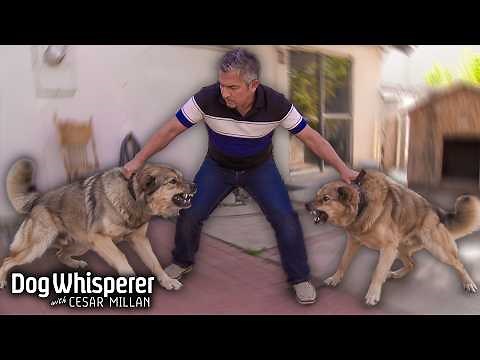 Cesar Handles Aggressive Dogs of All Sizes | Season 6 Episodes 3&4