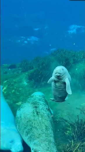 Absolutely Adorable Baby Manatee! 🦦💖 Cutest Baby Manatee Ever! So Sweet and Gentle