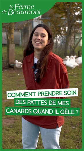 Comment prendre soin des pattes de mes canards quand il gèle ? On vous explique ! 🦆❄️ | Ferme de Beaumont
