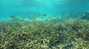 Underwater scene, moving over staghorn coral with tropical fish yellowfin goatfish, Huahine lagoon, Pacific ocean, French Polynesia