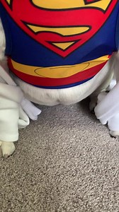 Less than 14 hours left to get your Eggnog The Bulldog "Donut Give Up" gear! Link to purchase is here: https://www.bonfire.com/eggnog-donut-give-up/ 💖 | Eggnogthebulldog