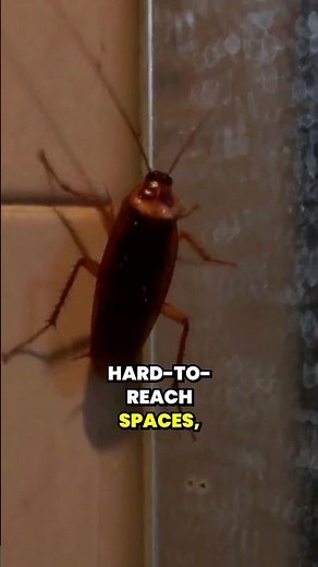 Why Are Cockroaches Hard to Eliminate?