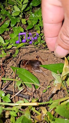 Busy Cricket Clears the Garden for Mating Call 🥰
