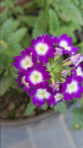 Nature’s Color Palette – Different Flowers